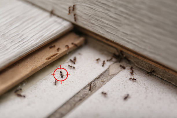Best Termite Control Services  in Bogalusa, LA