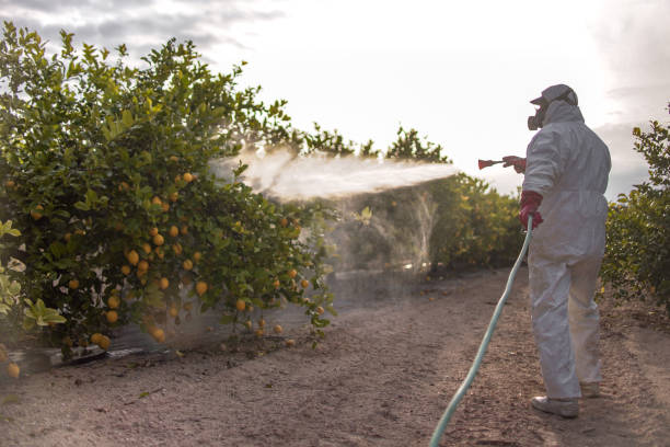 Best Spider Control Near Me  in Bogalusa, LA