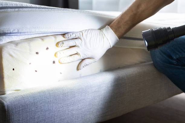 Best Flea Control Services  in Bogalusa, LA
